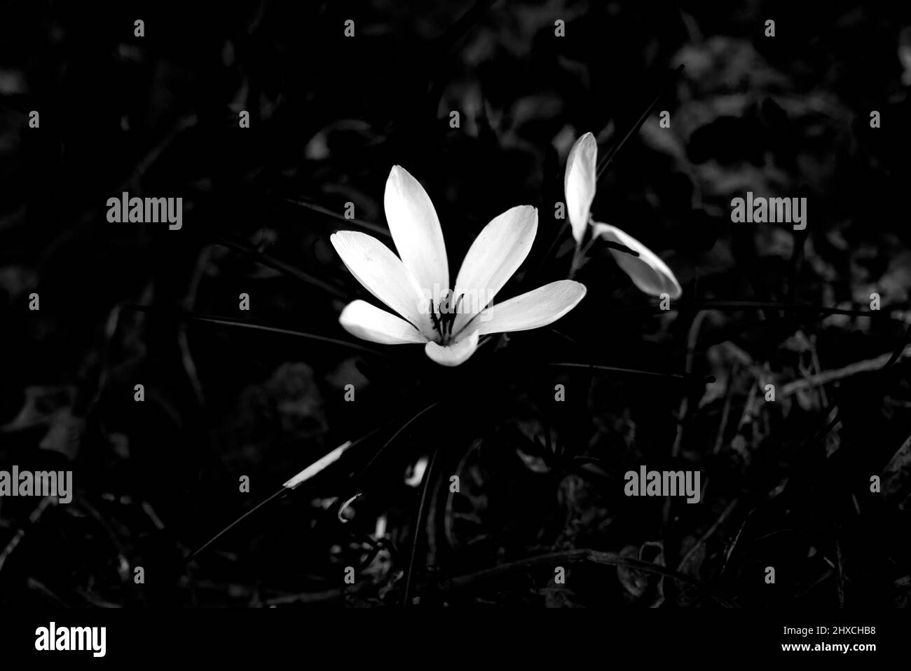 Flowering purple crocus in spring on a meadow, black and white Stock Photo