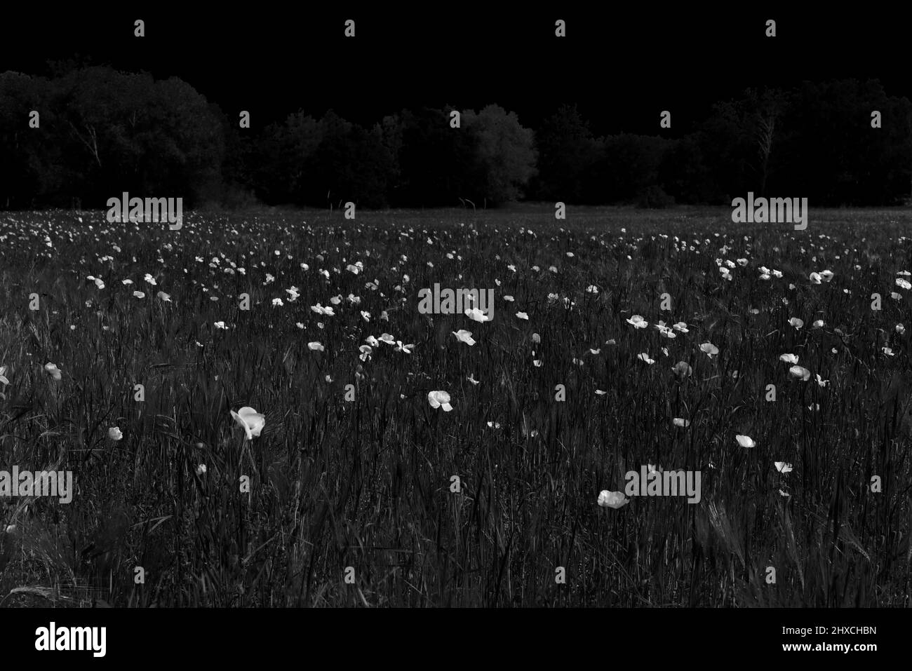 Poppies on the meadow in black and white Stock Photo