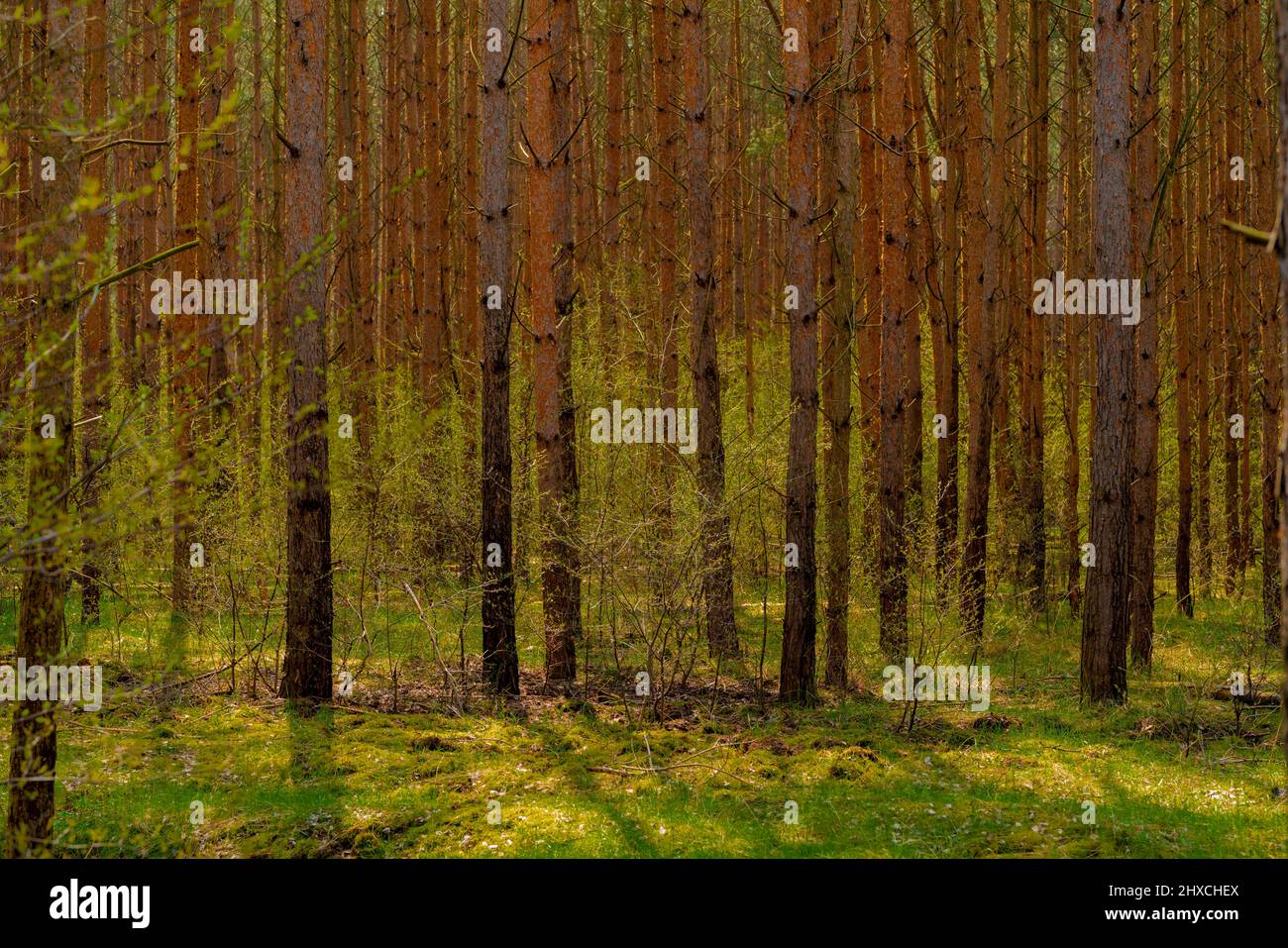 Young small deciduous trees with first green leaves hi-res stock ...