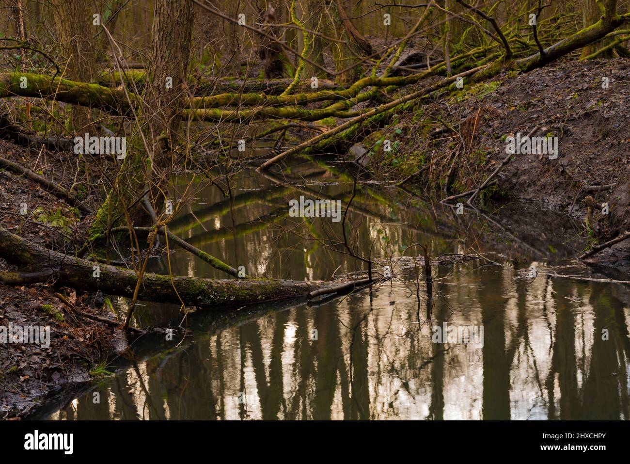 Moss-covered tree trunks lie in and across a small river, untouched nature Stock Photo