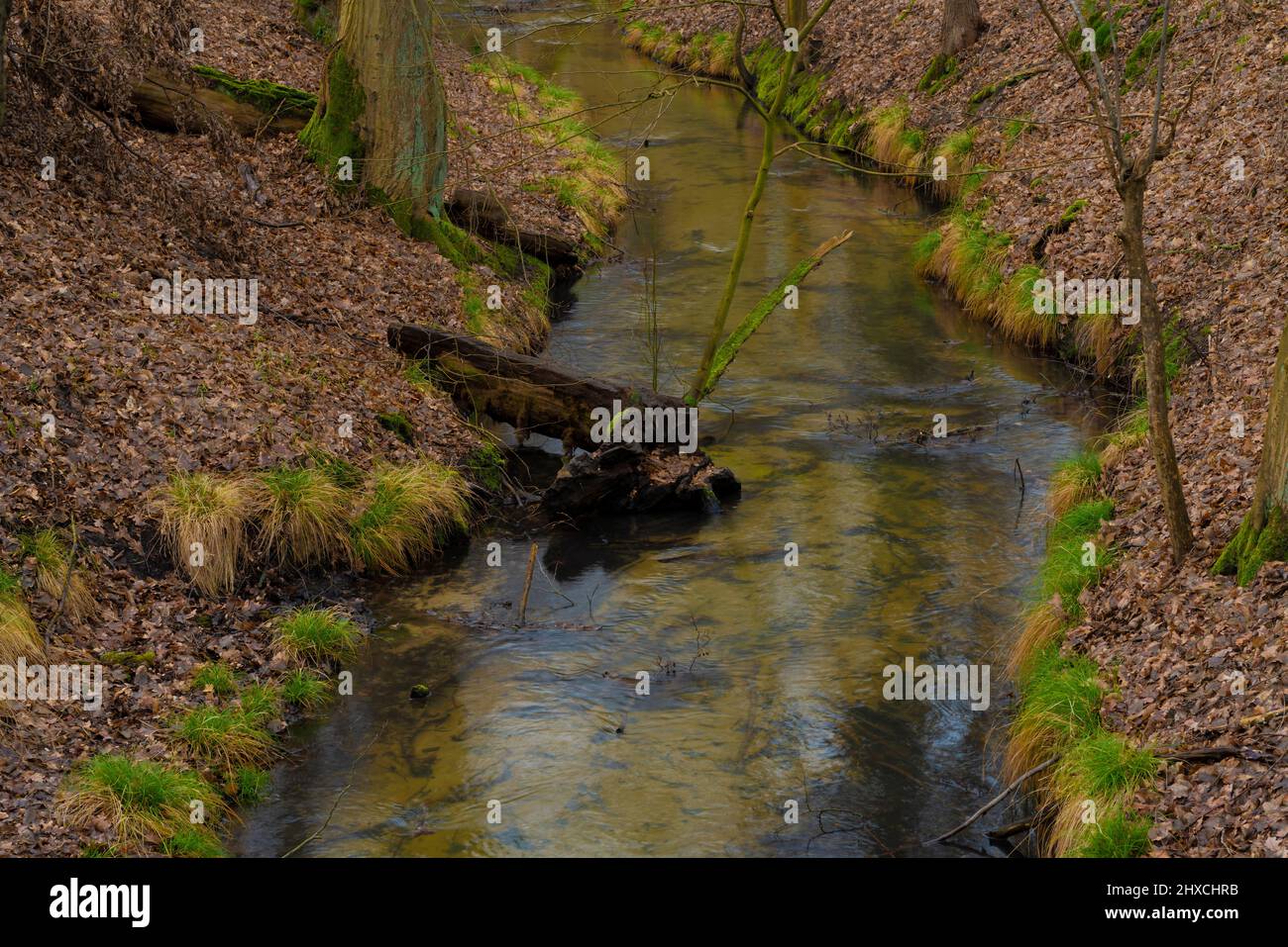 Small river in the forest, Remains of a tree trunk lie in the water Stock Photo