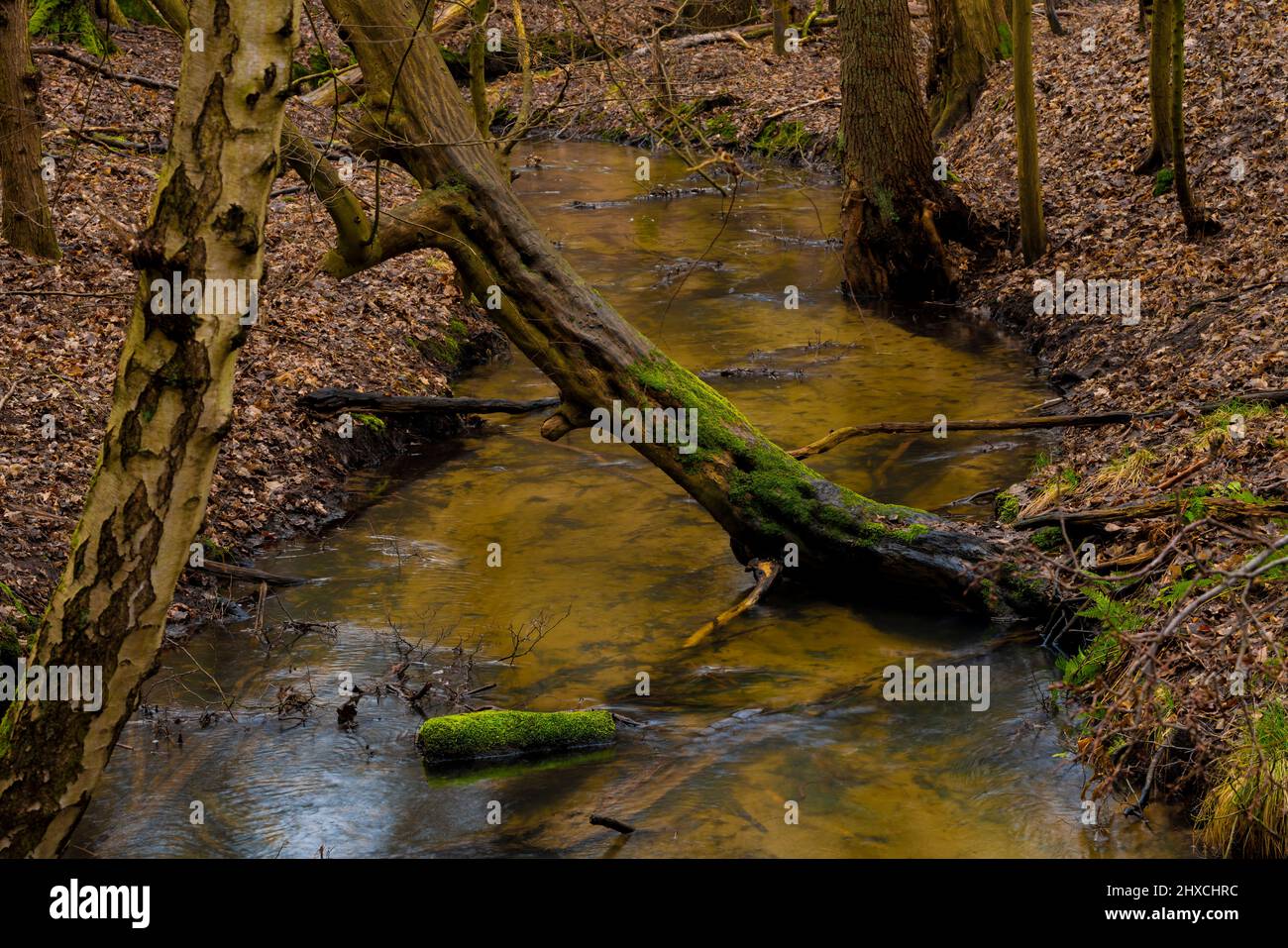 Small river in the forest, Trees stand in the water and on the riverbank Stock Photo