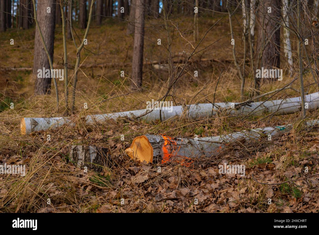 Recently felled healthy birch trees in a forest, forestry Stock Photo