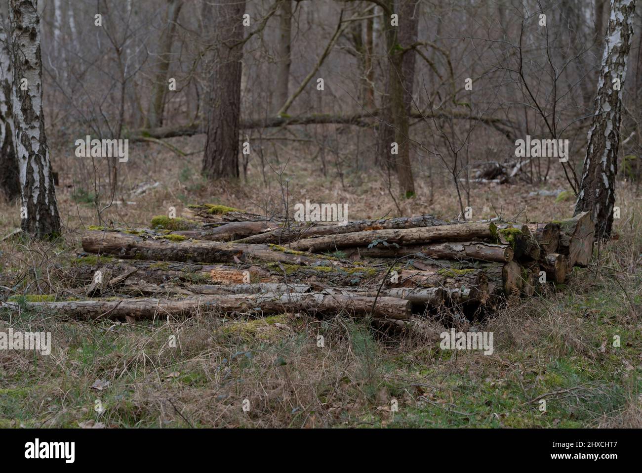 Tree trunks of felled trees in a forest that were simply left behind, waste of resources Stock Photo