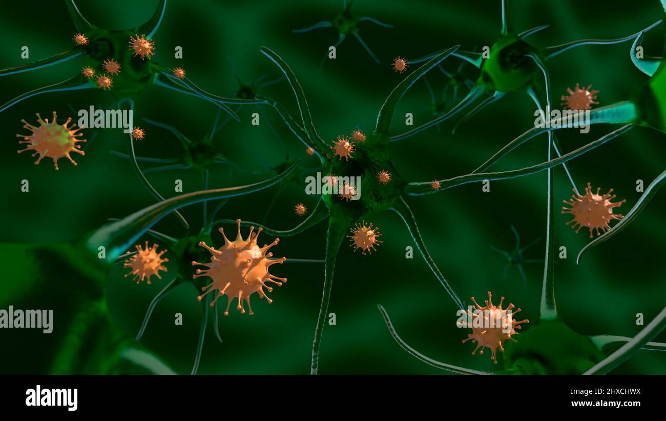 orange coronaviruses in front of green brain cells Stock Photo
