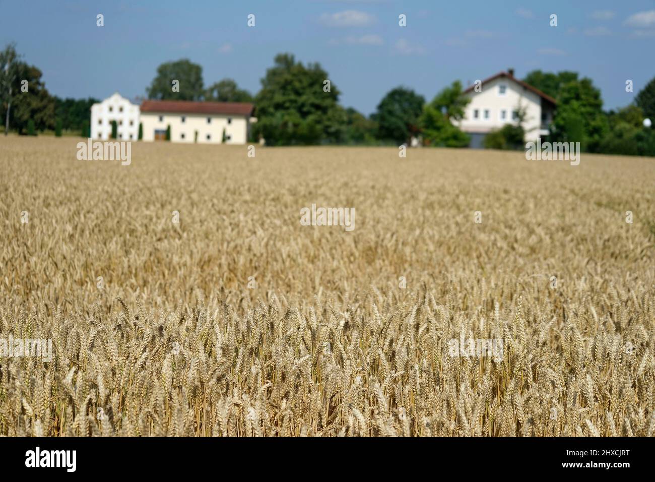 Germany, Bavaria, Upper Bavaria, Altötting county, agriculture, wheat field, farm Stock Photo