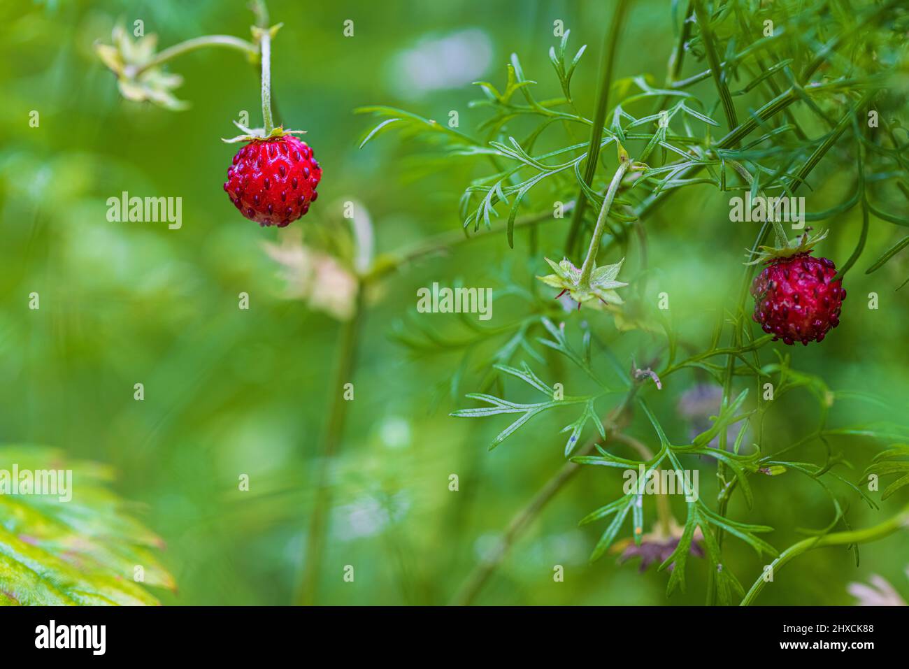 Natural background with big red ripe wild strawberries Stock Photo - Alamy