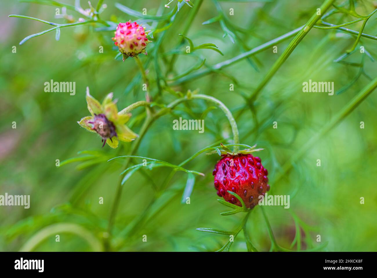 Natural background with big red ripe wild strawberries Stock Photo - Alamy