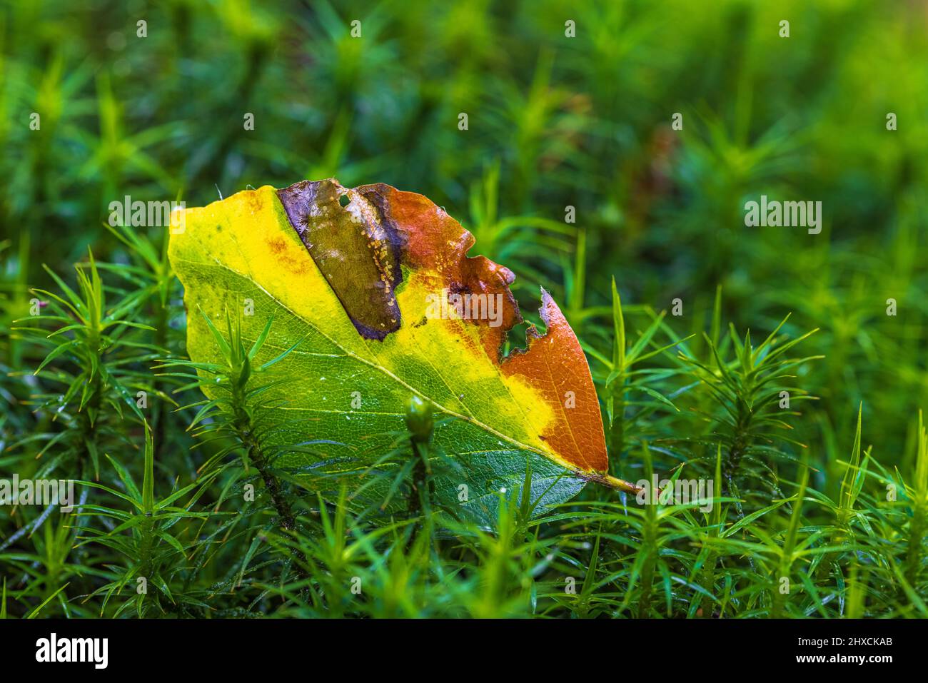 Autumn leaf on moss, forest still life, closeup Stock Photo