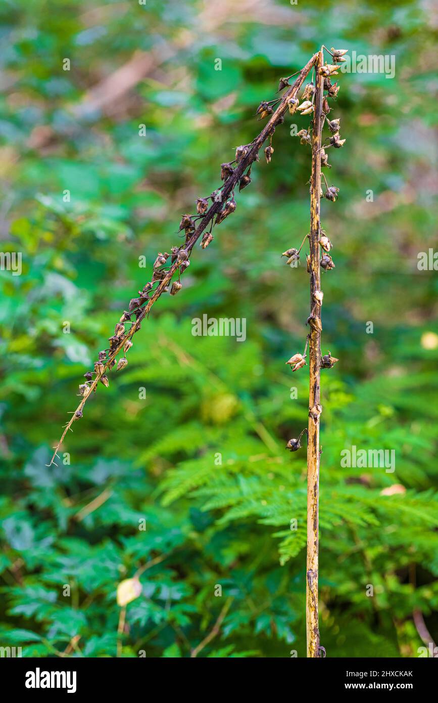 Dried Up Foxglove From Last Year Seed Stand Stock Photo Alamy