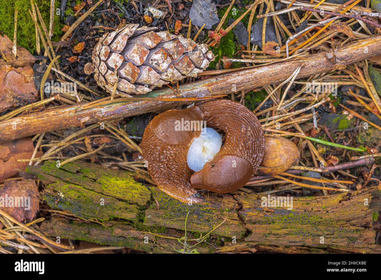 Spanish way snail, mating, reproduction, Stock Photo