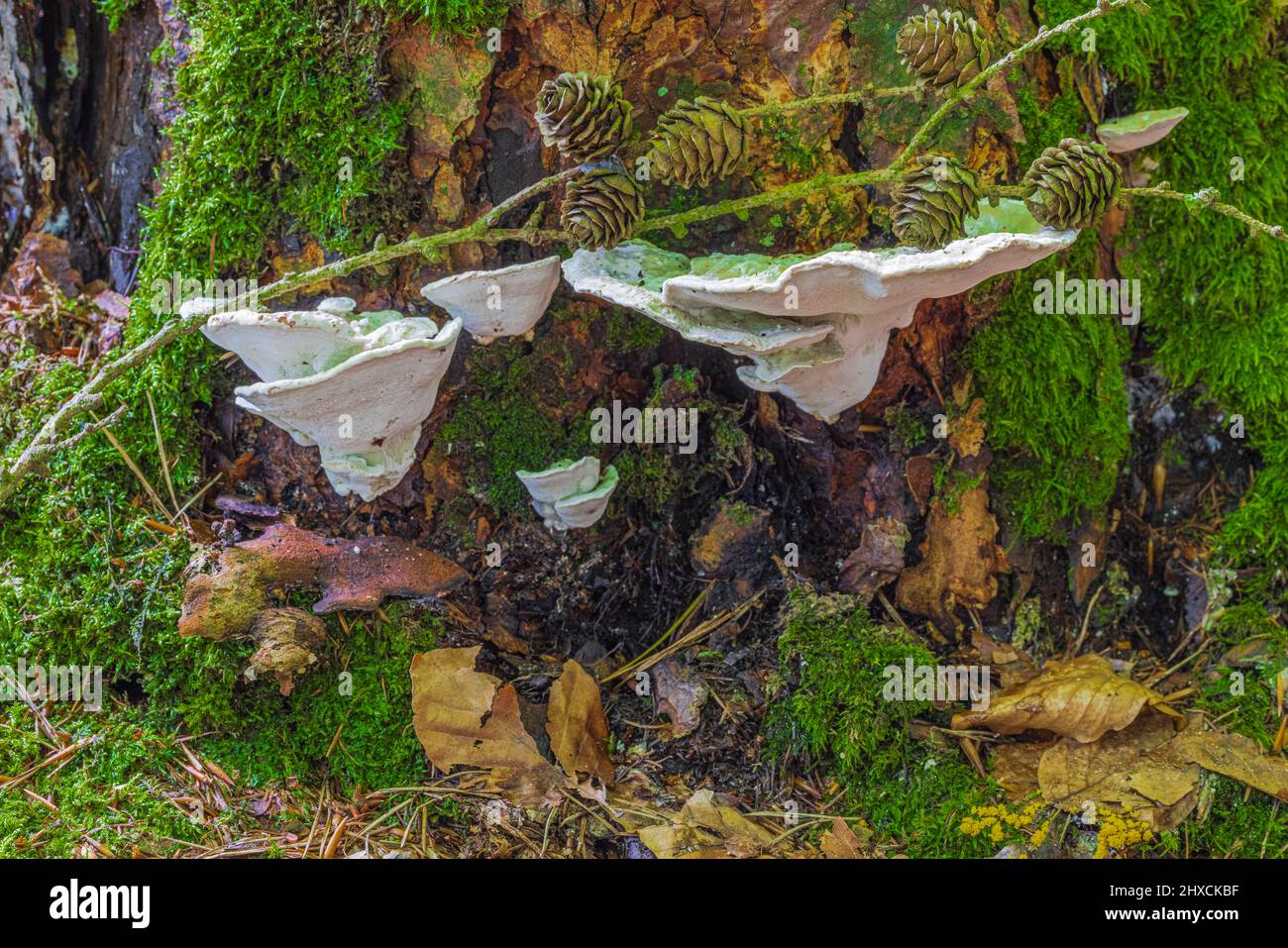 Tree fungus on dead tree, nature in detail, forest still life Stock Photo