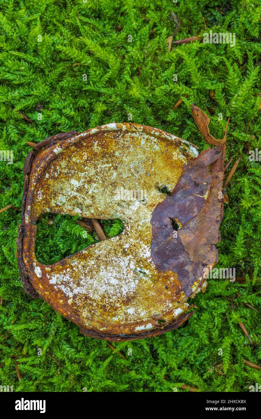 Rusty tin can lid on moss Stock Photo