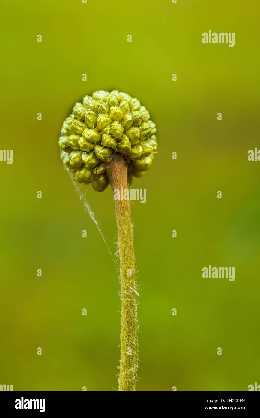 Craspedia Beauty' (Billy Buttons) flower, drumstick Stock Photo