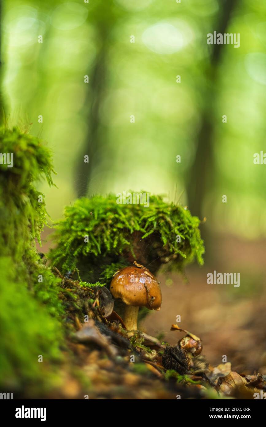 Beautiful enchanting mushroom in autumn in a fairy tale forest, abstract circular bokeh Stock Photo
