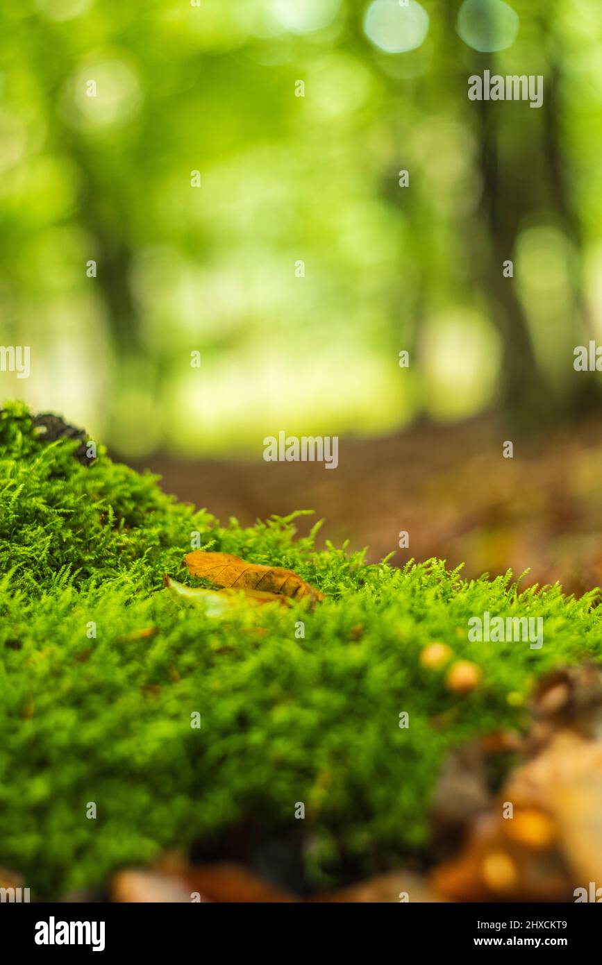 yellow beech leaf on moss, abstract circular bokeh Stock Photo