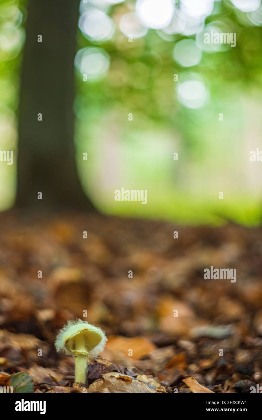 Beautiful enchanting mushroom in autumn in a fairy tale forest, abstract circular bokeh Stock Photo