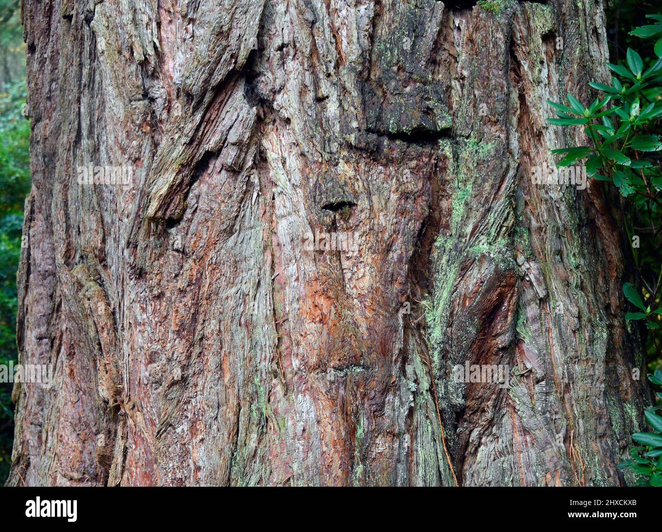 Tree bark (detail). Douglas Fir (Pseudotsuga menziesii). Dawyck Botanic Garden, Stobo, Scottish Borders, Scotland, United Kingdom, Europe. Stock Photo