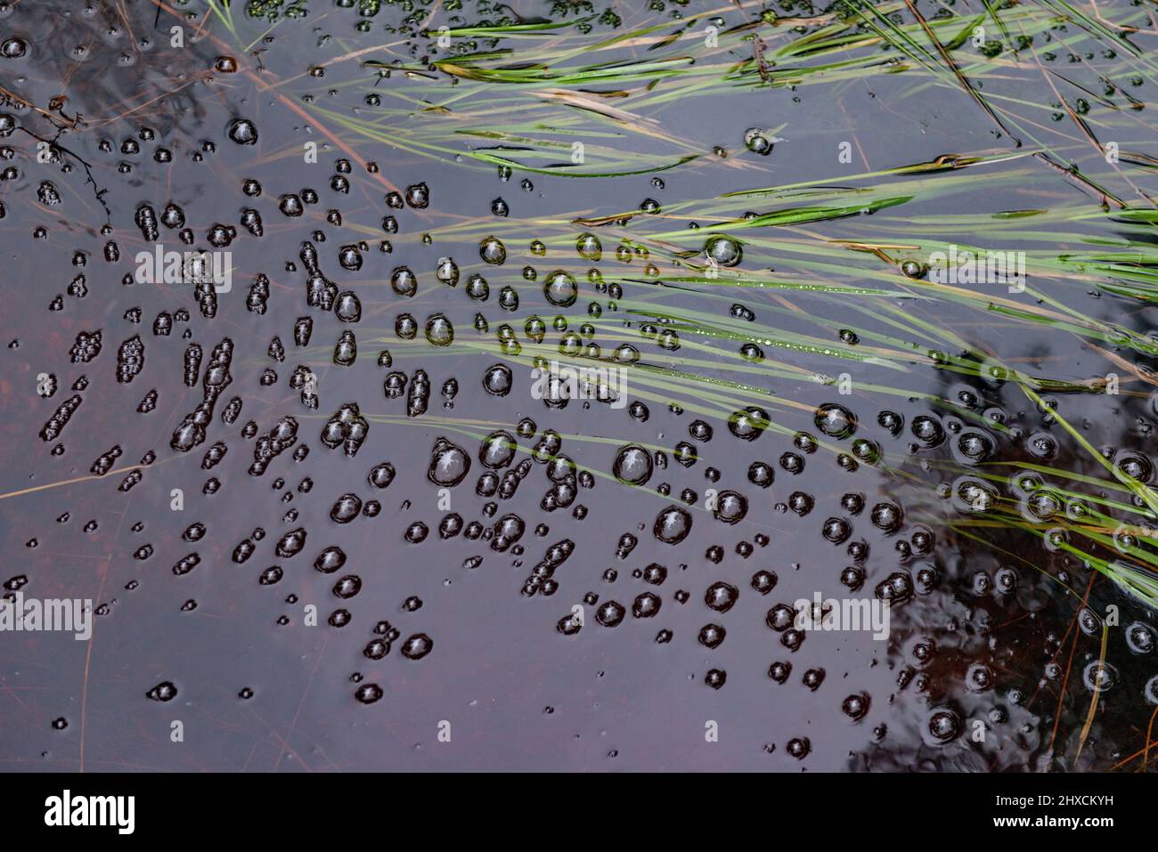 Bubbles on a small pond with grasses hires stock photography and images Alamy