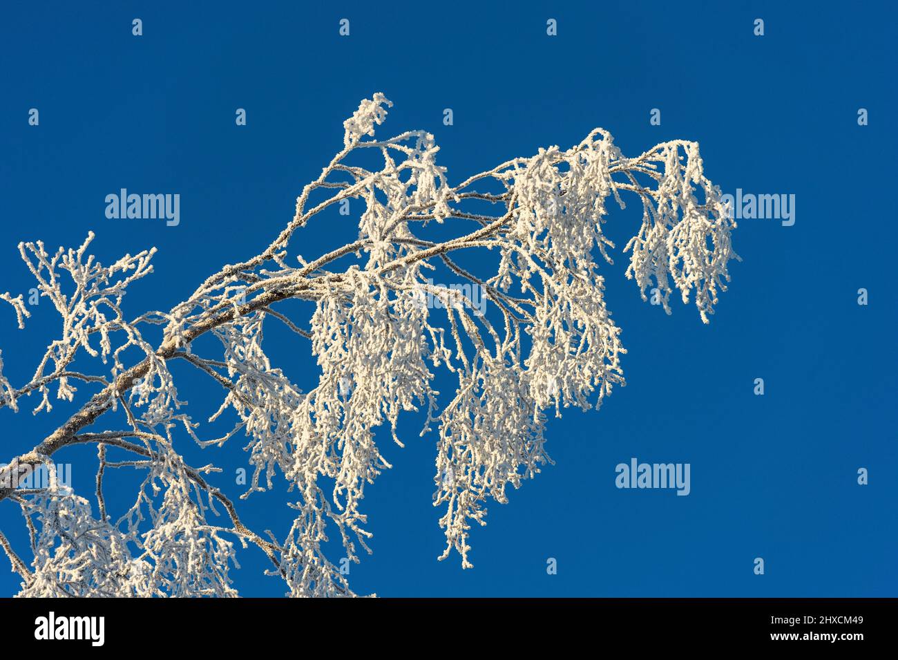 Branches of birch tree covered with ice against blue sky, Vilhelmina ...
