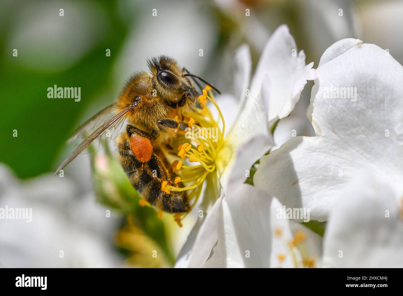 Apis mellifera, western honey bee, Anemone nemorosa, wood anemone Stock Photo
