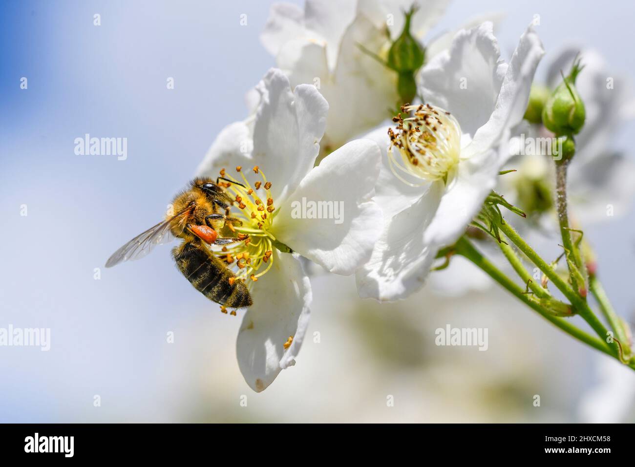Apis mellifera, Western honey bee, apple blossom, small shrub rose Stock Photo