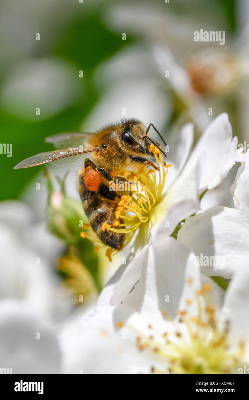 Apis mellifera, western honey bee, Anemone nemorosa, wood anemone Stock