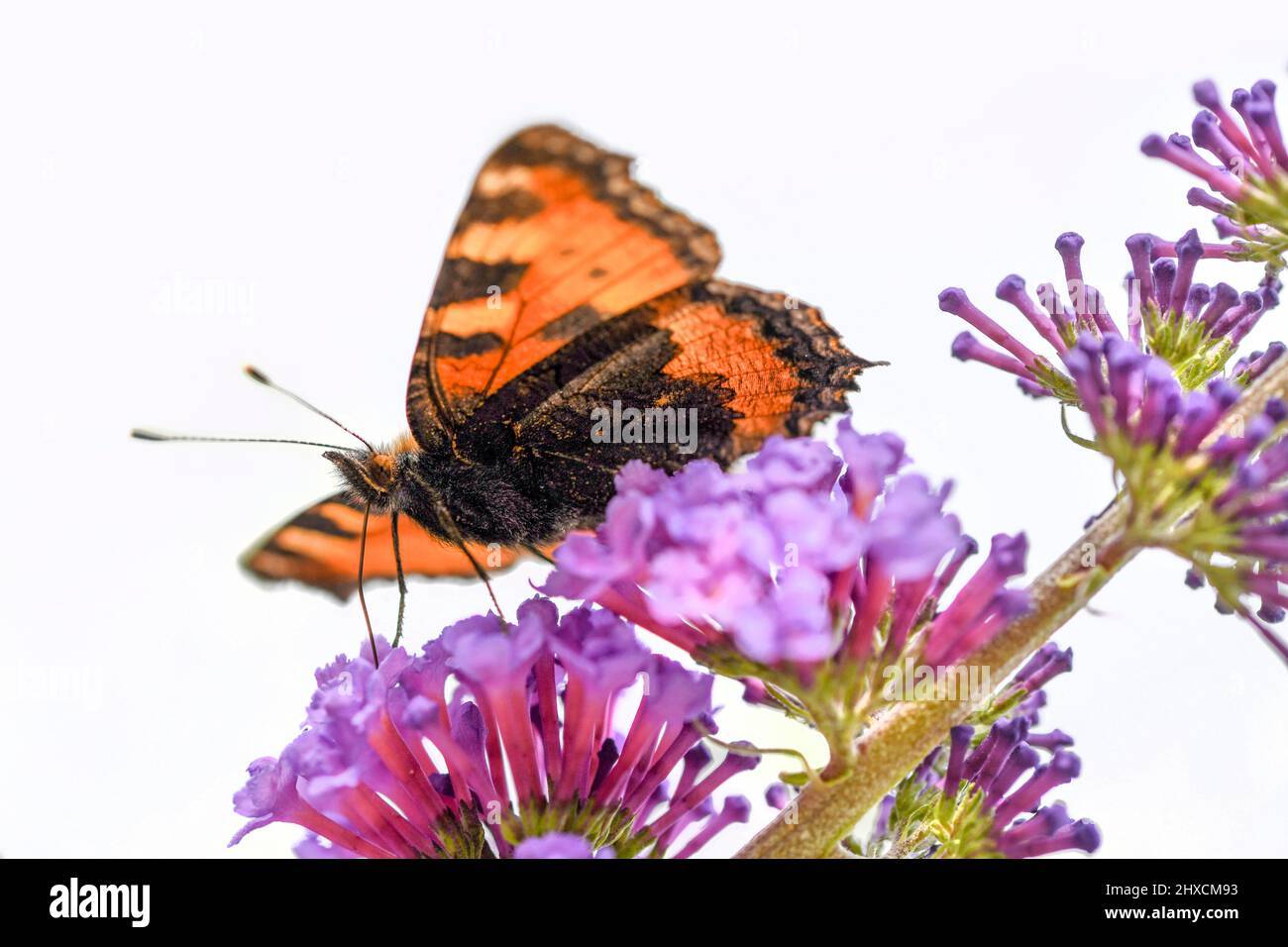 Aglais urticae, Small fox, Butterfly, Nymphalidae, Noble butterfly Stock Photo