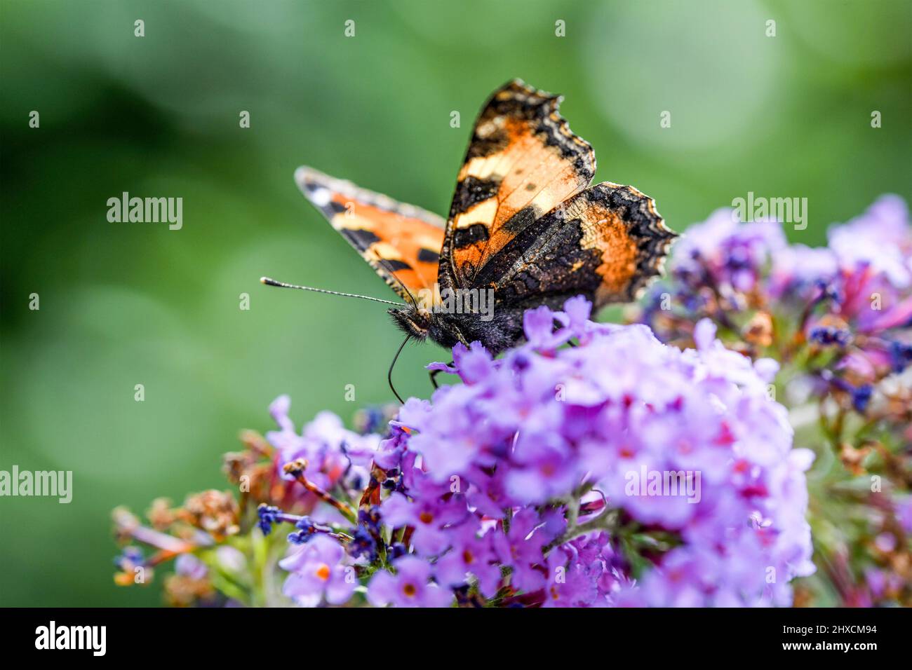 Aglais urticae, Small fox, Butterfly, Nymphalidae Stock Photo