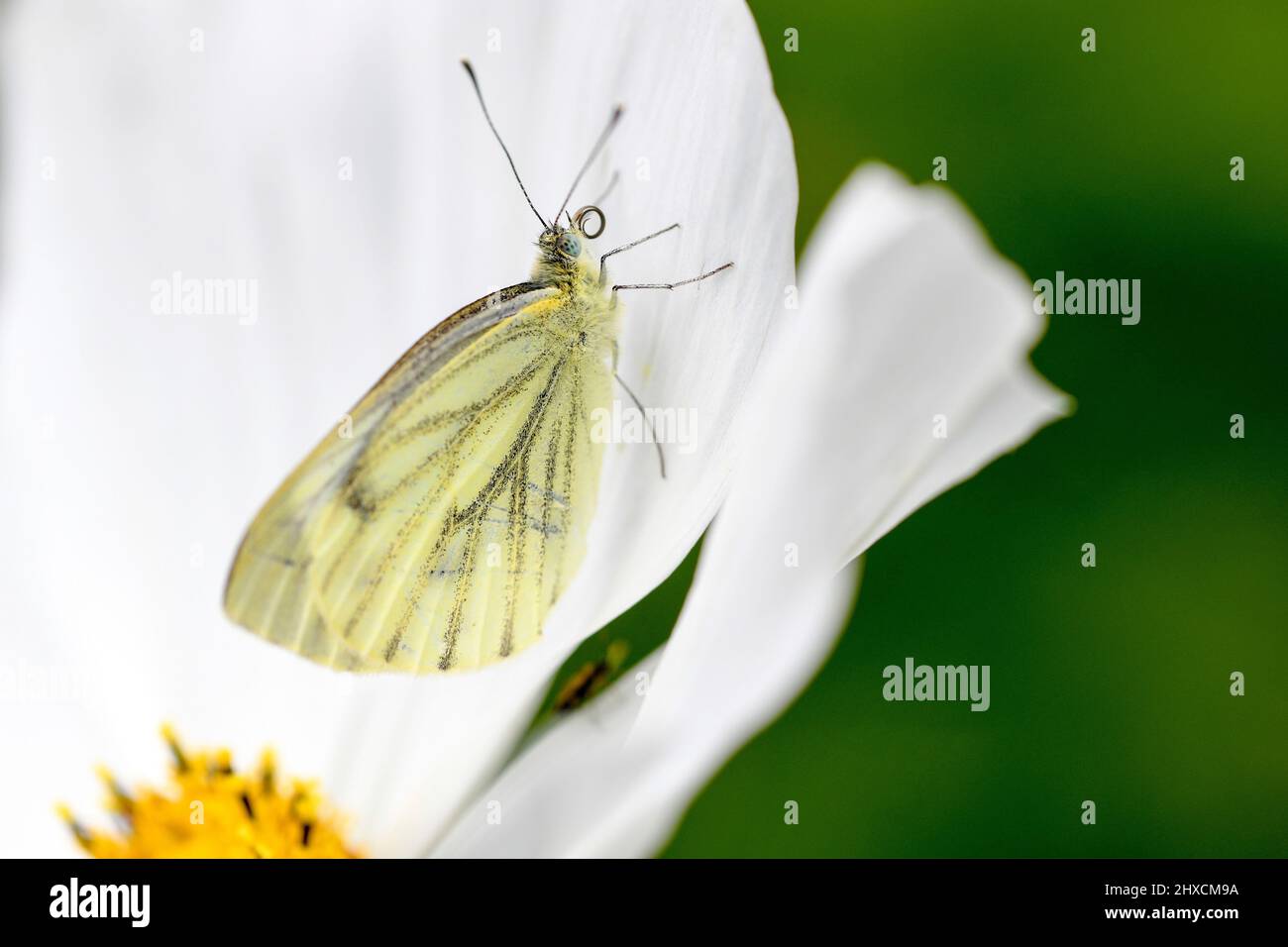 Pieris rapae, Small cabbage white butterfly, Cosmos bipinnatus, Cosmea Stock Photo