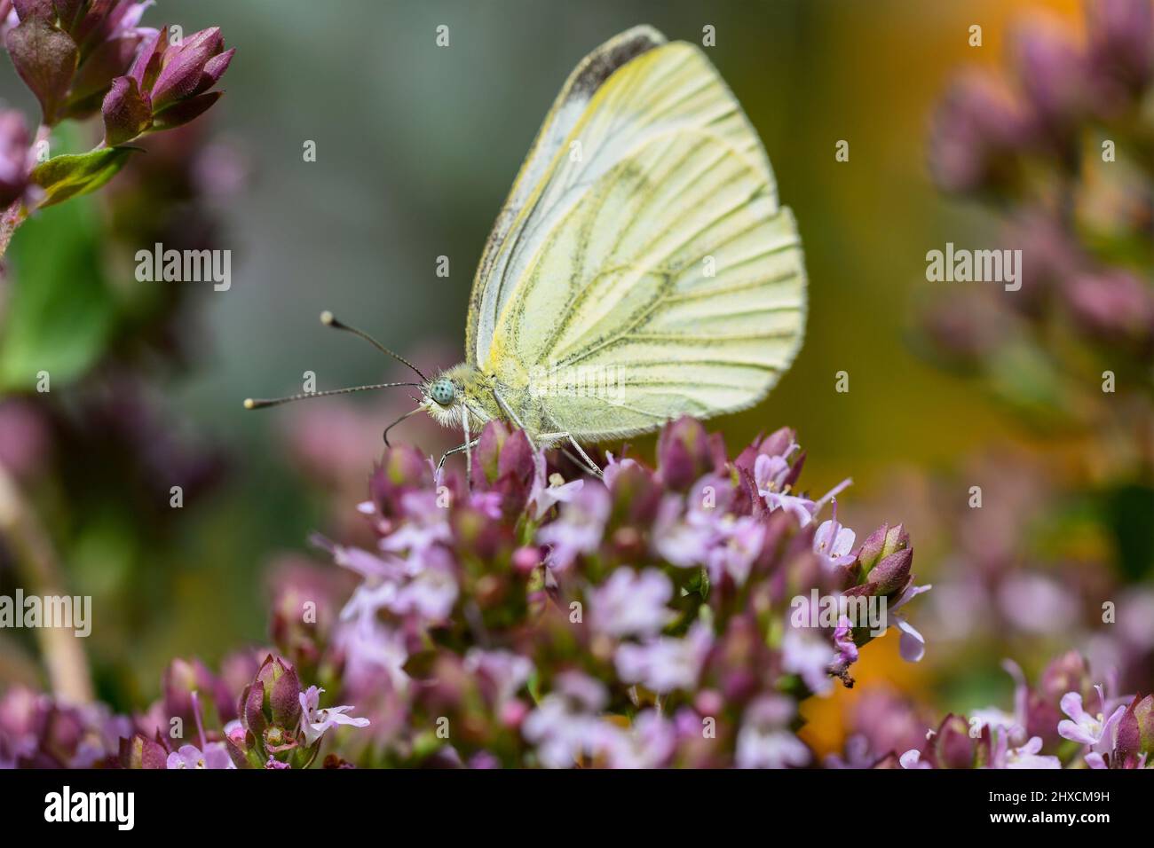 Pieris brassicae, large cabbage white, butterfly Stock Photo