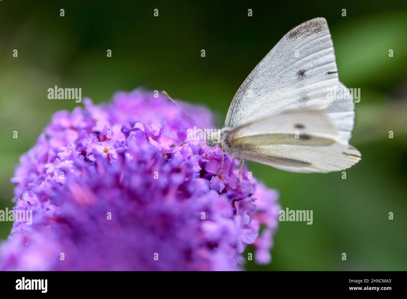 Pieris brassicae, large cabbage white, butterfly Stock Photo