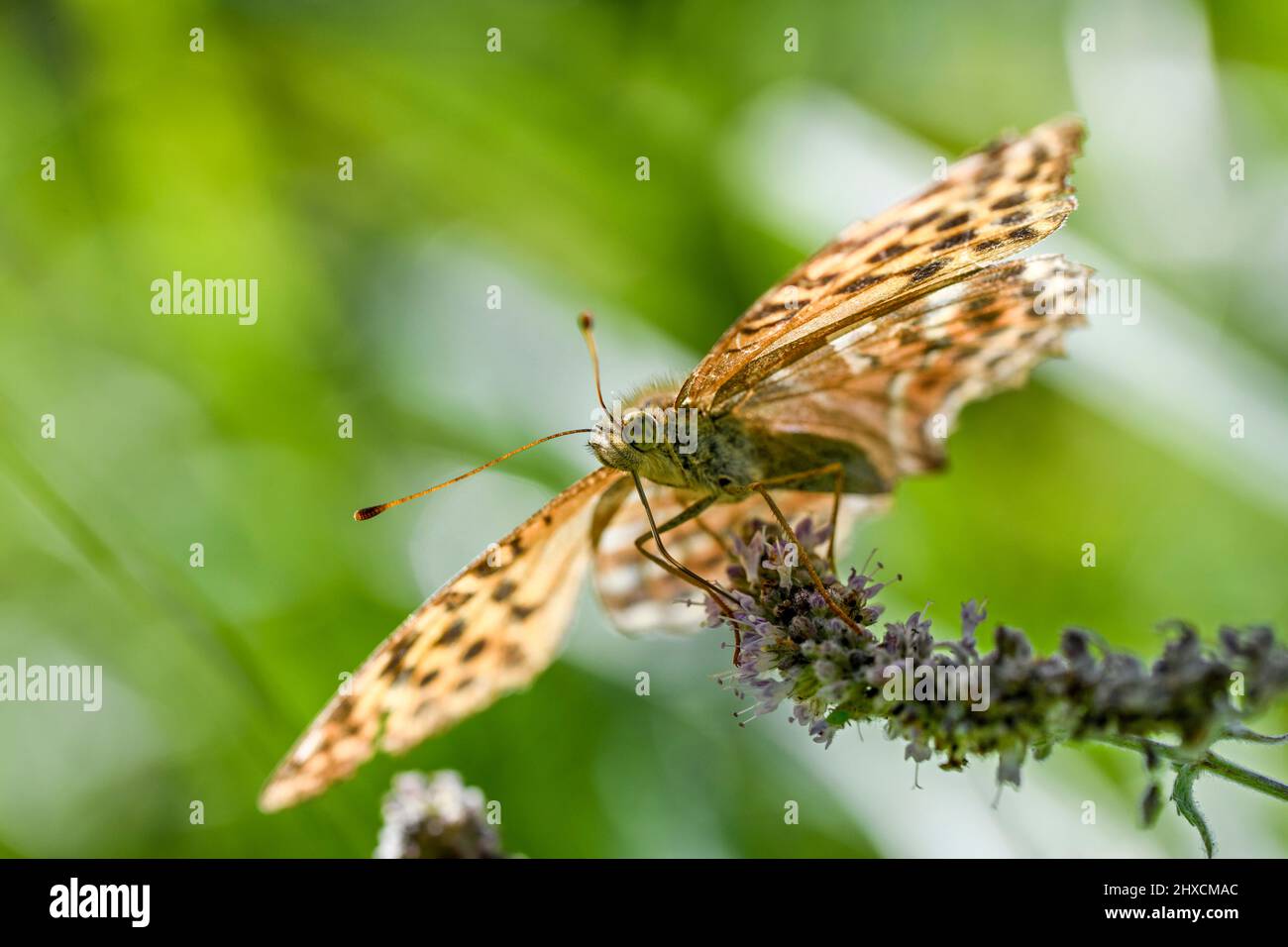 Argynnis paphia, Emperor mantle, Silverline, Nymphalidae, Noble butterfly Stock Photo