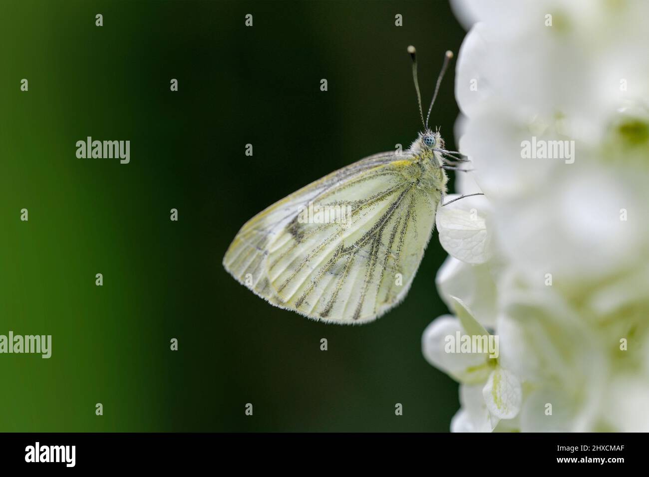 Pieris rapae, small cabbage white butterfly, hydrangea arborescens Stock Photo