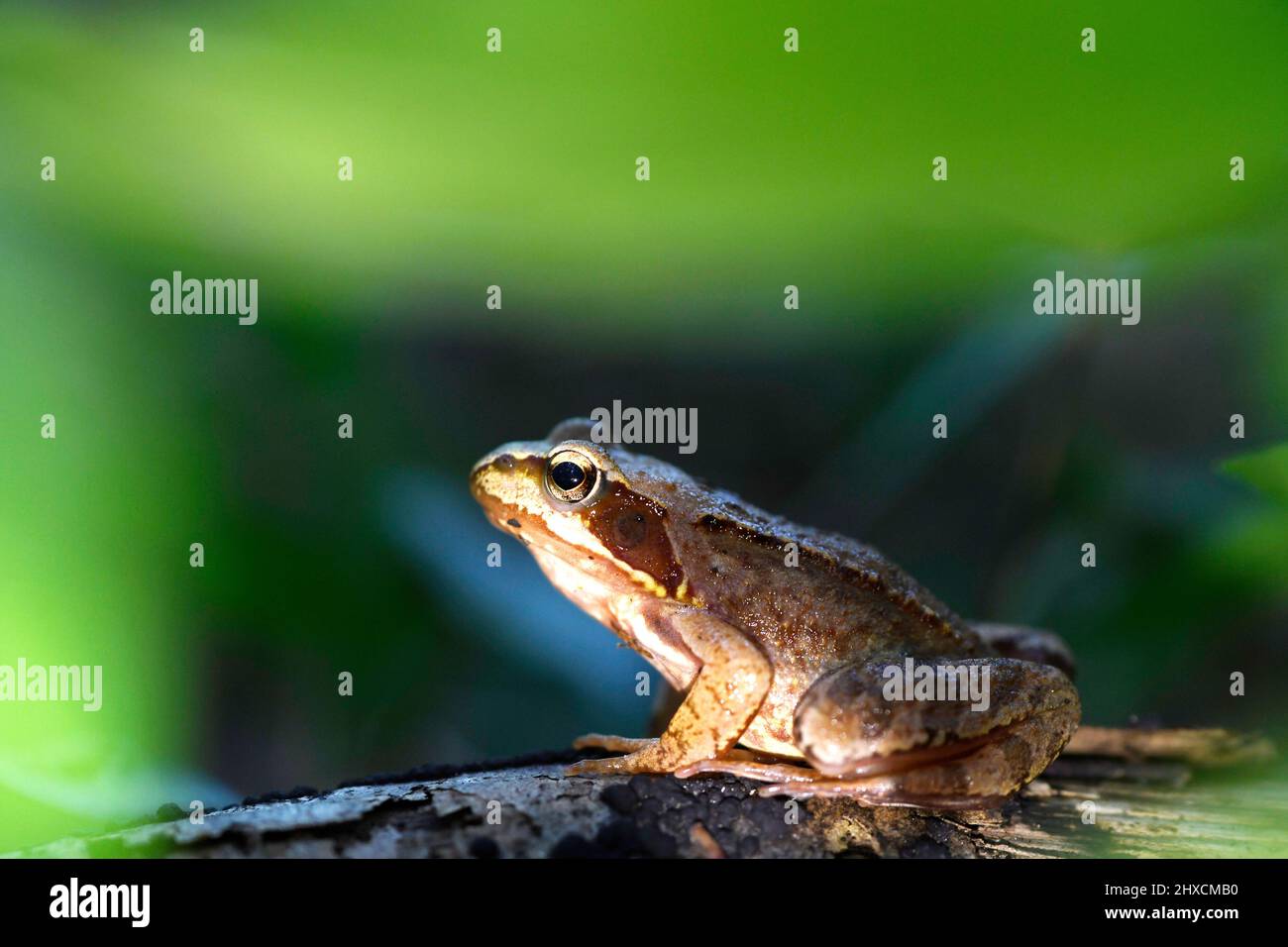 Rana temporaria, grass frog, Ranidae, true frogs Stock Photo