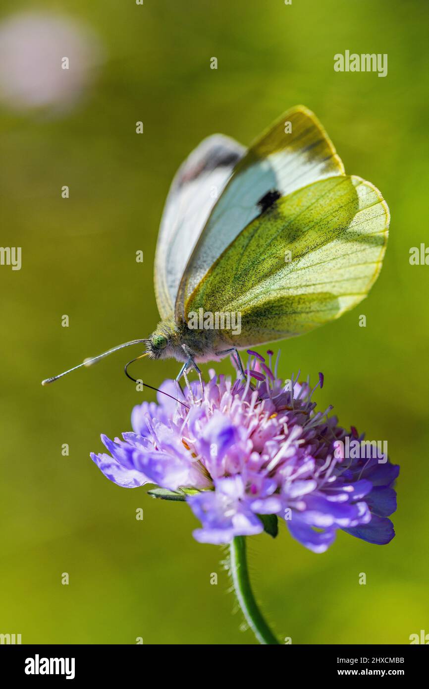 Pieris brassicae, large cabbage white butterfly, day butterfly Stock Photo
