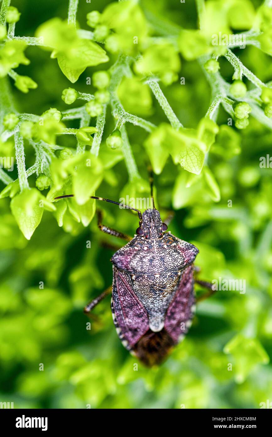 Halyomorpha halys, marbled tree bug, stink bug, hydrangea arborescens. Stock Photo