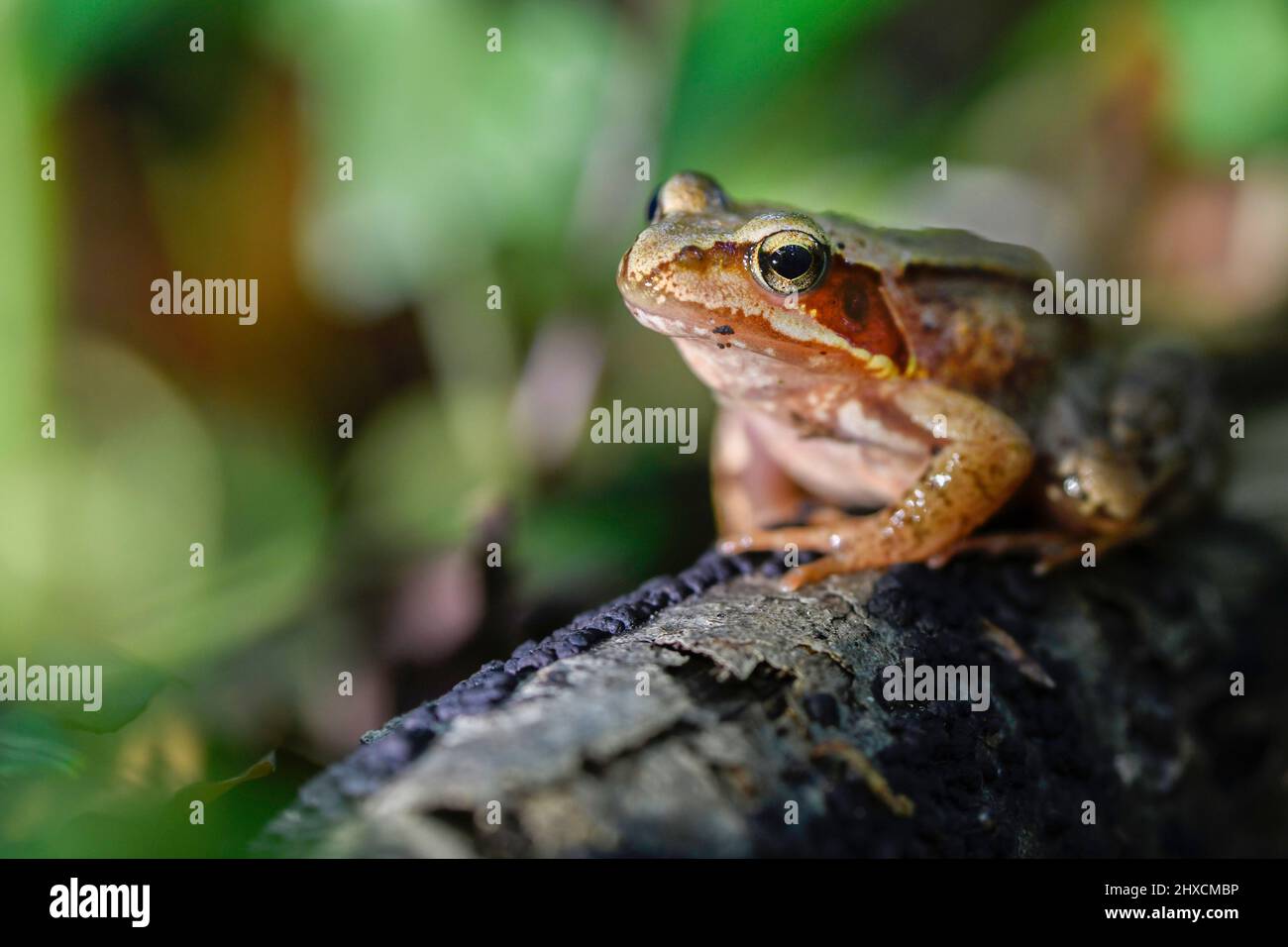 Rana temporaria, grass frog, Ranidae, true frogs Stock Photo