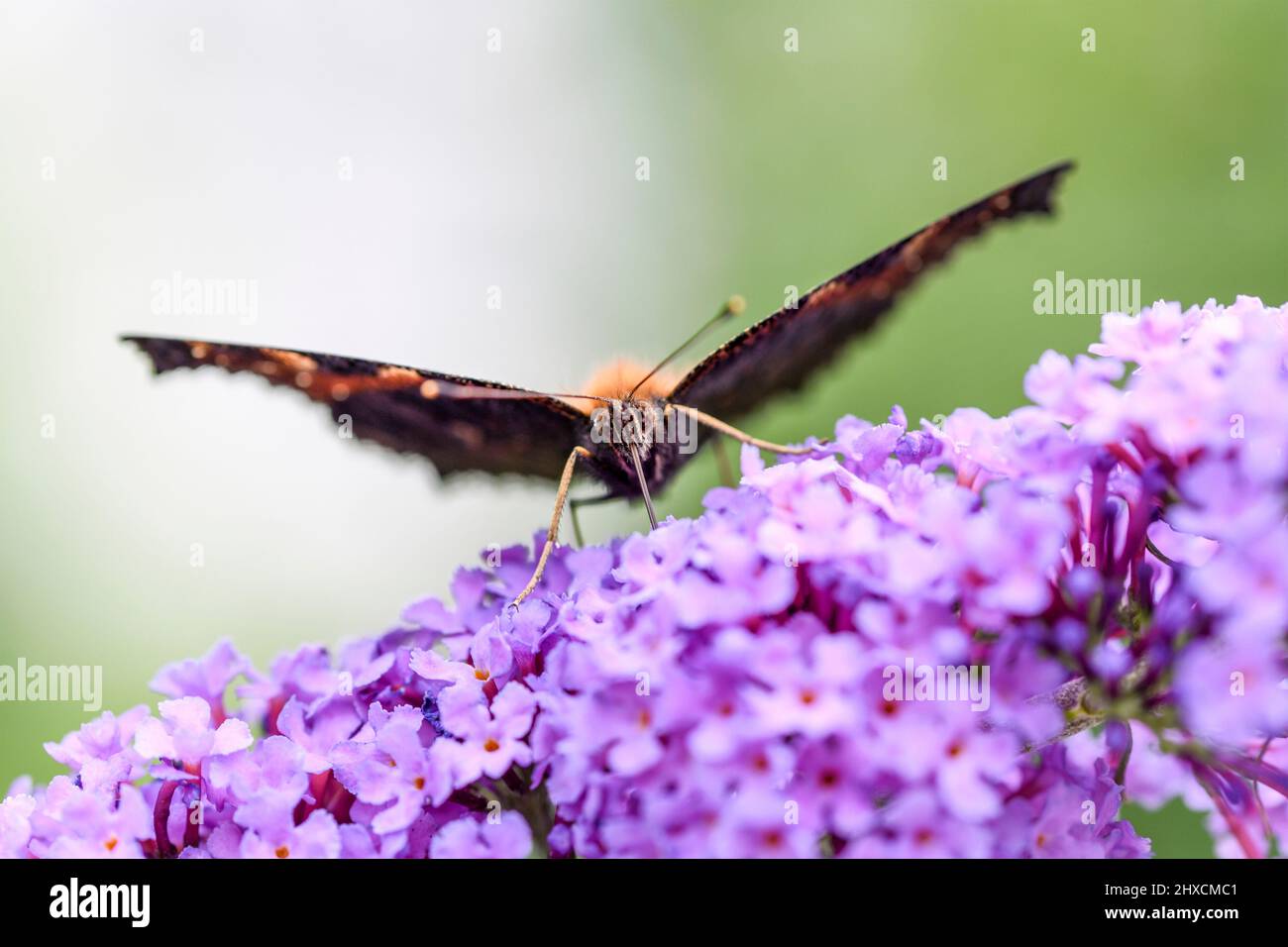 Aglais urticae, Small fox, Butterfly, Nymphalidae, Noble butterfly Stock Photo