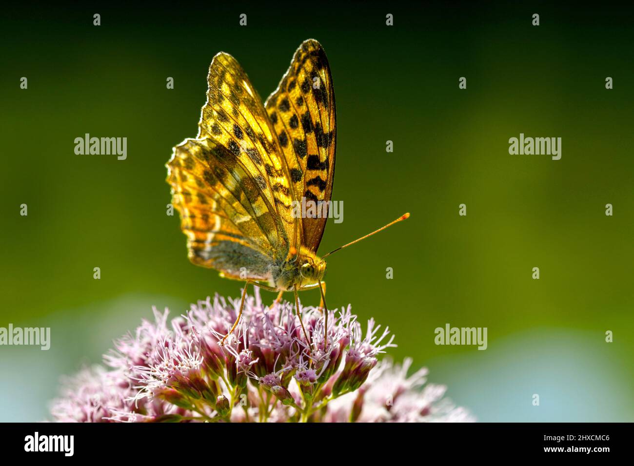 Speyeria aglaja, large pearl butterfly, Nymphalidae, noble butterfly Stock Photo