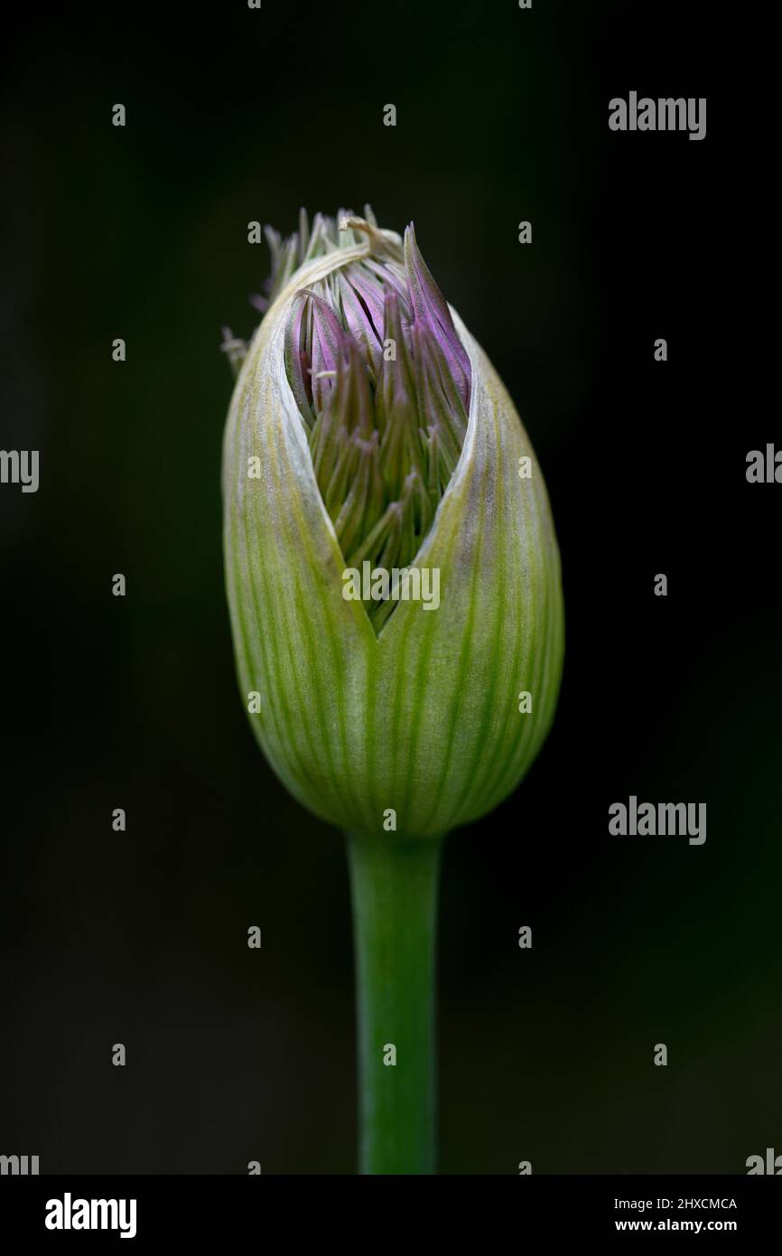 Allium, Allium giganteum, Amaryllidaceae, Amaryllis family Stock Photo