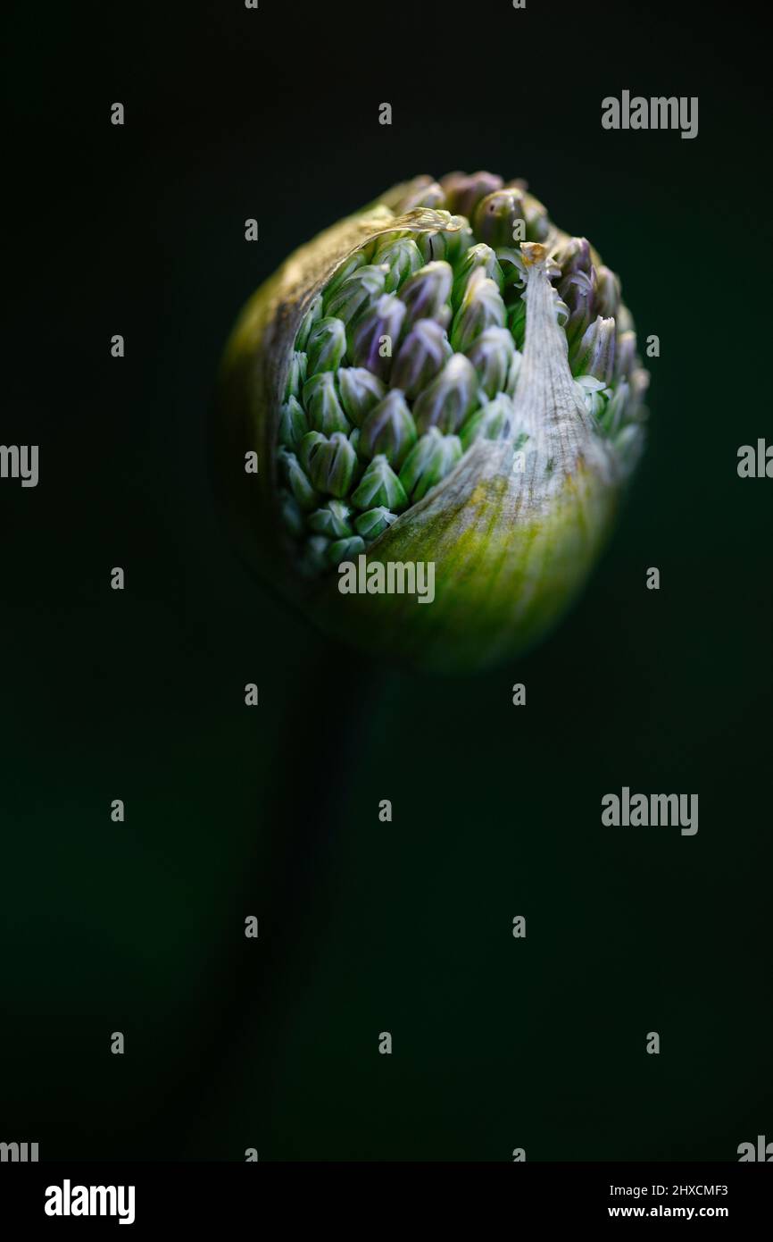 Allium, Allium giganteum, Amaryllidaceae, Amaryllis family Stock Photo