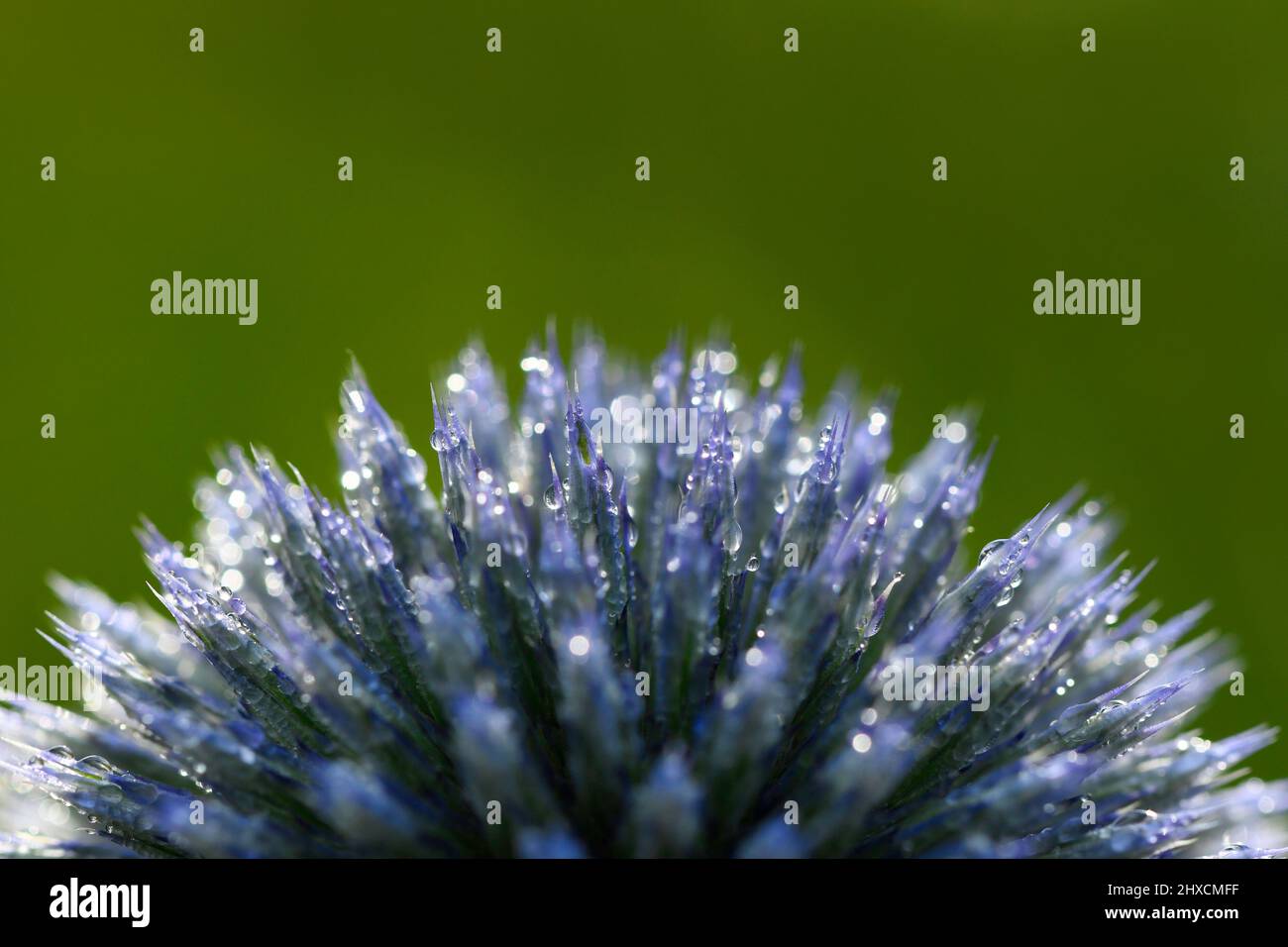 Echinops, globe thistle, Asteraceae, Compositae Stock Photo