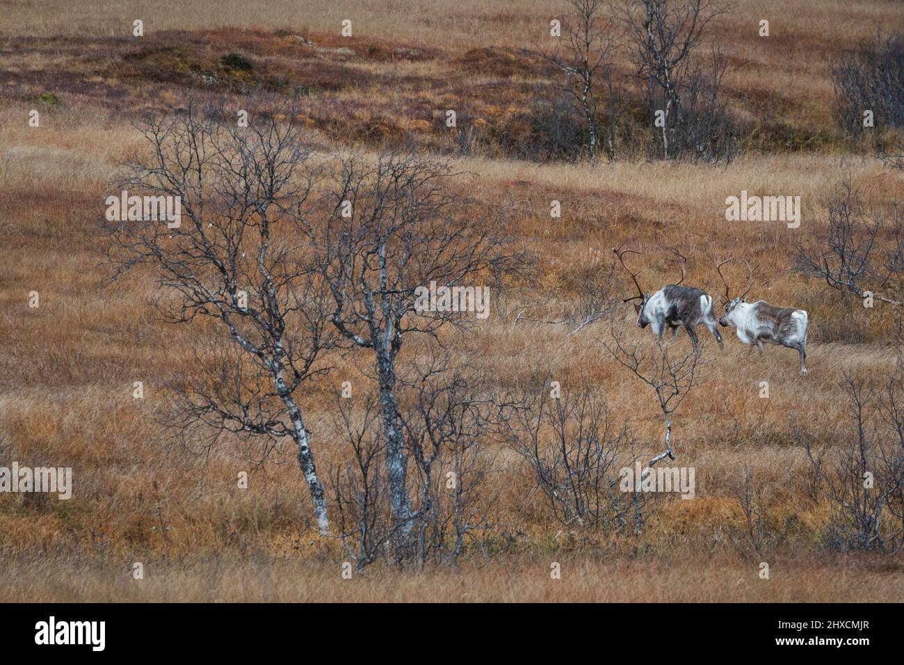Autumn impressions from the Norwegian island Senja above the Arctic Circle, Scandinavia and Norway pure, reindeer in the wild, Stock Photo