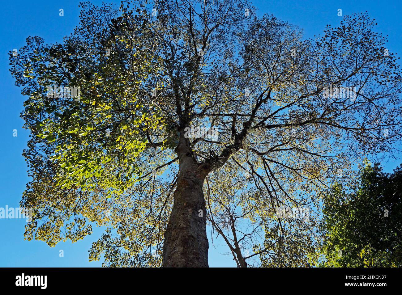 Rubber tree (Hevea brasiliensis), Rio de Janeiro, Brazil Stock Photo