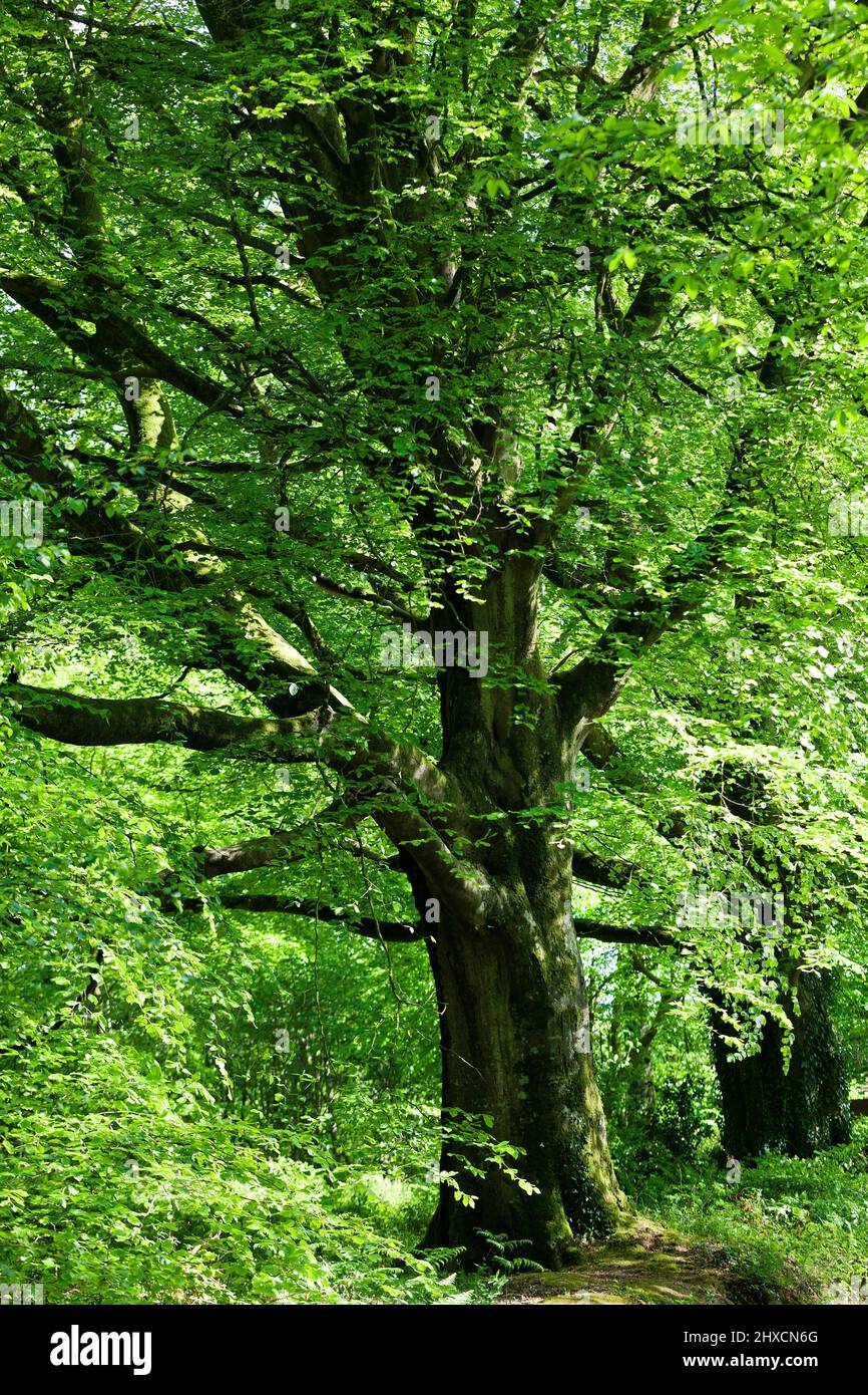 Old beech tree in dense forest Stock Photo