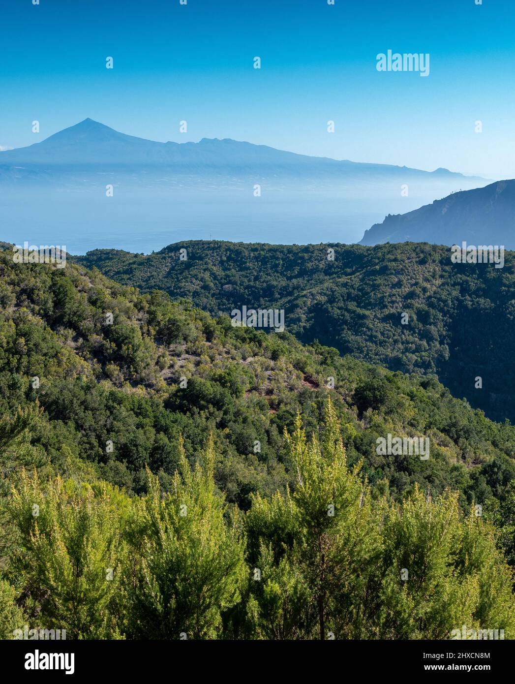 The ancient dense forests on the island of La Gomera  with Mount Teide volcano on Tenerife in the distance in the Canary Islands, Spain Stock Photo