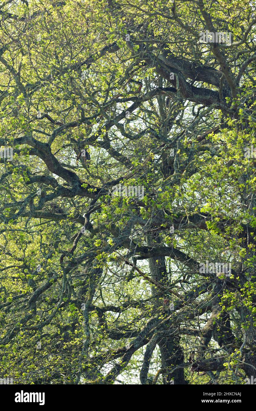 Abstract tree structures - oaks in spring Stock Photo