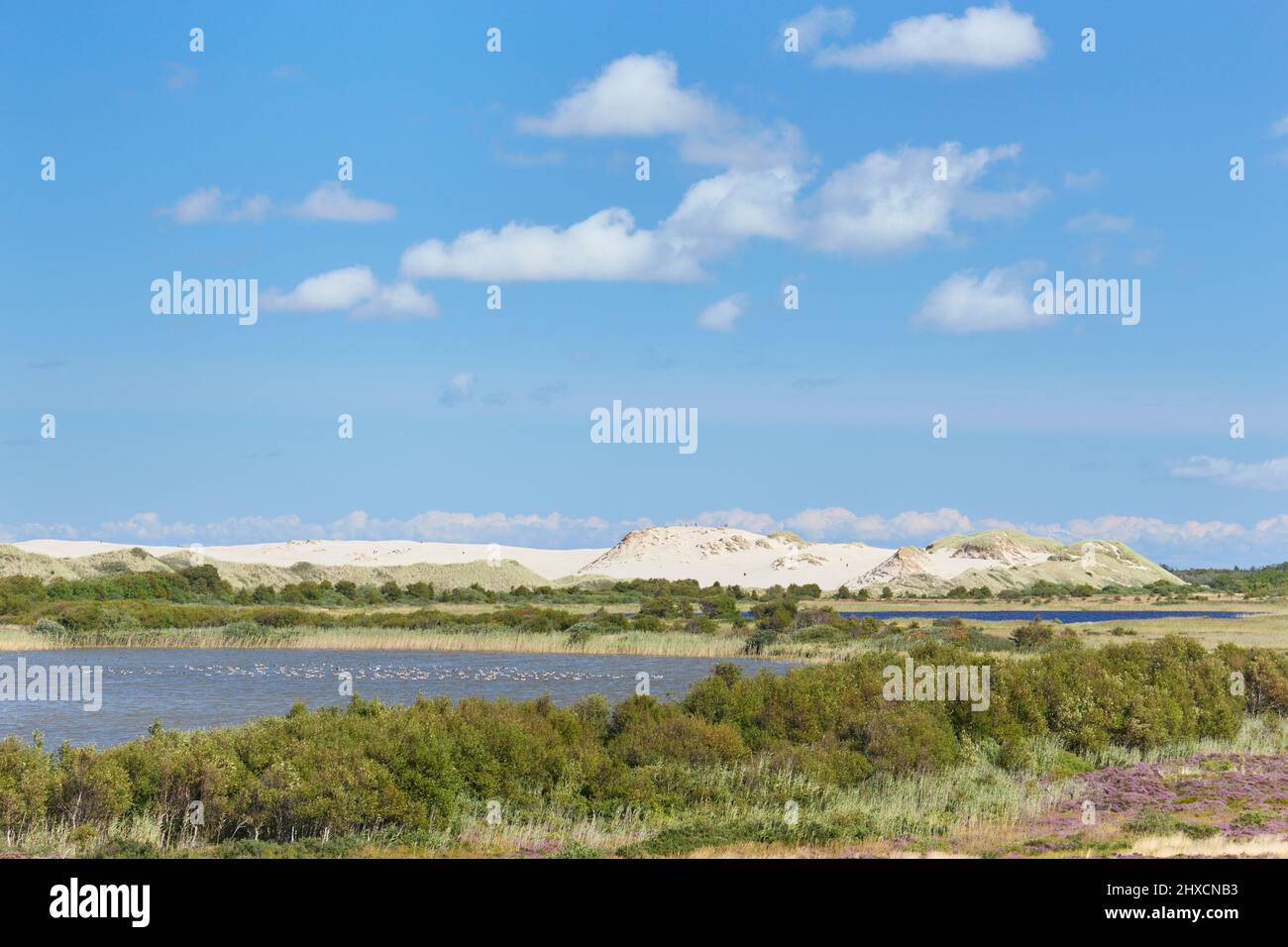 Europe, Denmark, North Jutland. Råbjerg Mile shifting sand dune seen from southwest. Stock Photo