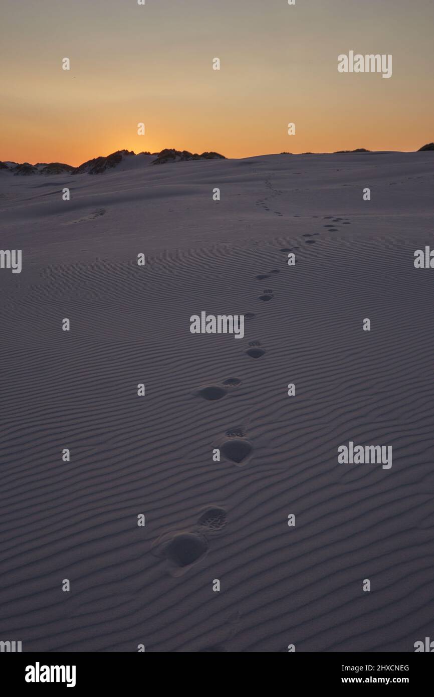 Europe, Denmark, North Jutland. Footprints in the sand of the shifting sand dune Råbjerg Mile after sunset. Stock Photo